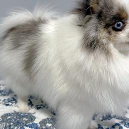 Cockapoo and Pomeranian All Grown Up from Luna Kennel