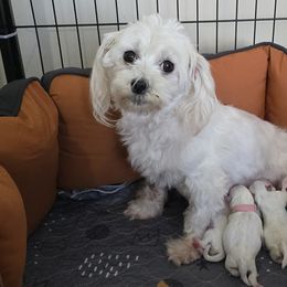 Precious - Maltese