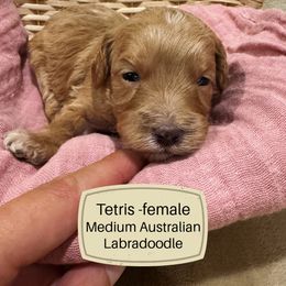 Tetris - Apricot female Australian Labradoodle puppy in Harrisonville, Missouri from Blessed Day Doodles