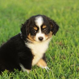 Toy Australian Shepherd Puppies from Baker Ranch Toy Aussies