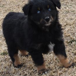 LEIF - Black tri-color male Australian Shepherd puppy in Nowata, Oklahoma from 4Feathers