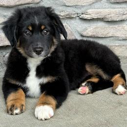 Venus - Black tri female Miniature Australian Shepherd puppy in Cunningham, Tennessee from Copper Creek Aussies