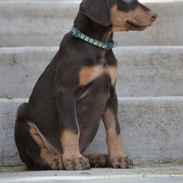 Doberman Pinscher Puppies from Obsidian Kennels