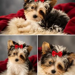 Yorkshire Terrier puppies from Danielle's Yorkies