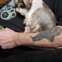 Miniature Schnauzer Puppies from Springs Miniature Schnauzers