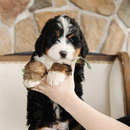 'Greg' Green Collar Male - Tri-color male Bernedoodle puppy in Kamas, Utah from A + E Farms