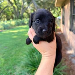 Midnight - Black and cream male Dachshund puppy in Pierson, Florida from Paige’s Mini Dachshunds