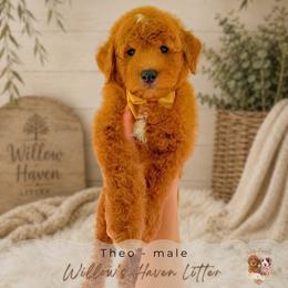 Theo - Red  male Goldendoodle puppy in Atlanta, Georgia from Teddy Puppies