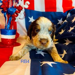 RB4 - Tri-Roan male English Springer Spaniel puppy in Britton, South Dakota from K&S Canines