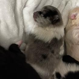 Pomeranian Puppies from Bella's Babies
