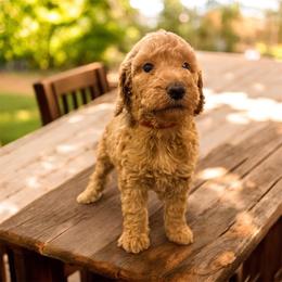 Rosie - Apricot female Goldendoodle puppy in Macclenny, Florida from Baker County Goldendoodles