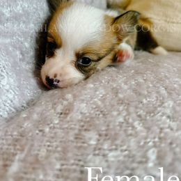 Honey - Red female Pembroke Welsh Corgi puppy in Lebanon, Oregon from Highland Meadow Corgis