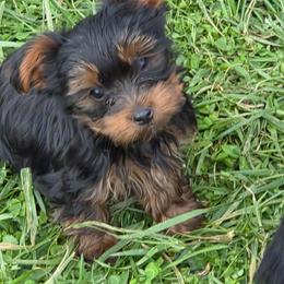 Jay - Black and gold male Yorkshire Terrier puppy in Grafton, West Virginia from Gemstone Kennel