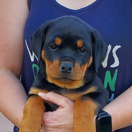 Girl 1 - Black and mahogany female Rottweiler puppy in Athol, Idaho from Vom Corvinus Haus Rottweilers