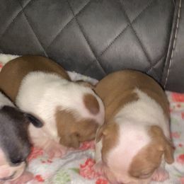 Boston Terrier Puppies from Boston Terriers