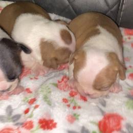 Boston Terrier Puppies from Boston Terriers