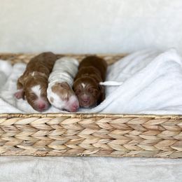 Goldendoodle Puppies from Ruby's Kit & Ka'Doodles