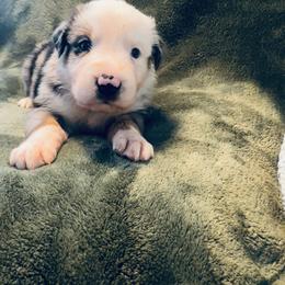 Lainey - Blue merle female Australian Shepherd puppy in Mckenzie, Tennessee from Whispering Iris Aussies