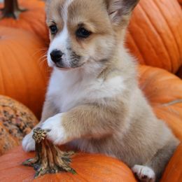 Massey Ferguson (Massey) - Red female Pembroke Welsh Corgi puppy in Greentop, Missouri from Sevits Corgis & Golden Retrievers