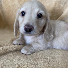 PETER - Cream male Dachshund puppy in Ballinger, Texas from Missy’s Mini Dachshunds