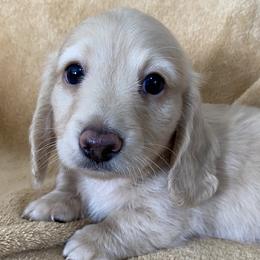 PETER - Cream male Dachshund puppy in Ballinger, Texas from Missy’s Mini Dachshunds