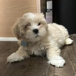 Grey Collar - Cream male Lhasa Apso puppy in Port Royal, Virginia from Hearth and Hound Family Farms