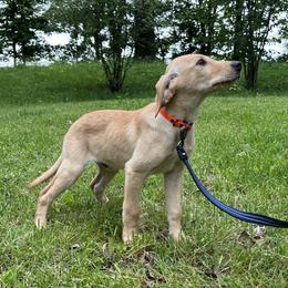 Noah - Yellow male Labrador Retriever puppy in Alger, Ohio from Osborne Family Retrievers