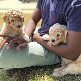 Goldendoodle Puppies from ZaraDoodles