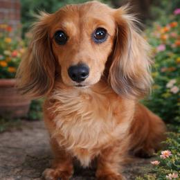 Story - Dachshund