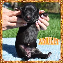 AMULET - Black and tan female German Shepherd puppy in Murrieta, California from Diamond Oaks German Shepherds