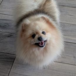 Mia - Cream sable female Pomeranian puppy in Fultonville, New York from Sandy Aussies & Pomeranians