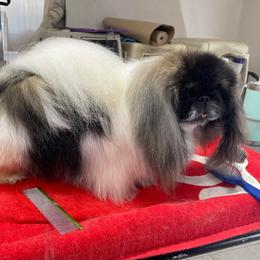 Pekingese All Grown Up from Ven-Mar Pekingese