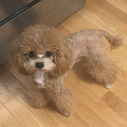 Baxter - Cavapoo