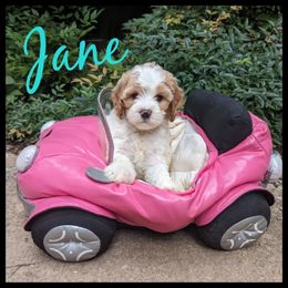 Cavapoo and Goldendoodle Puppies from Daisy's Doodle Den