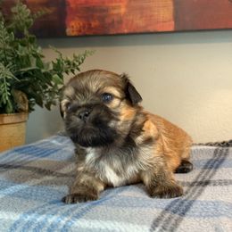 Bear - Brindle male Shih Tzu puppy in Zephyrhills, Florida from Mary’s Shih Tzus
