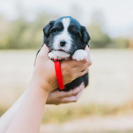 Red collar - Cherry - Black tri male Miniature American Shepherd puppy in Enumclaw, Washington from Mount Peak Mini American Shepherds