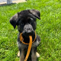 Female - Black and red female German Shepherd puppy in Warwick, Rhode Island from Karma Kennels