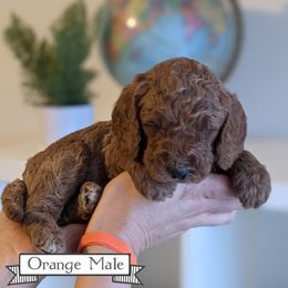 Goldendoodle Puppies from Rebecca Goldendoodles