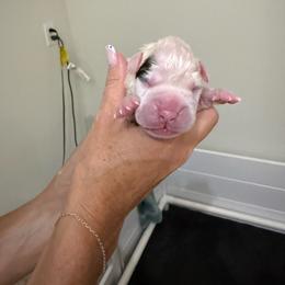 Puppy 1 - White male Boxer puppy in Jamesville, New York from Reynolds Homestead Boxers