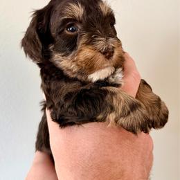 Luke - Liver male Miniature Schnauzer puppy in Warrenton, Oregon from Tiny Shadow Schnauzers