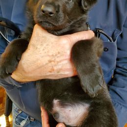 German Shepherd Puppies from vom Wenner Haus