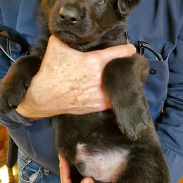 German Shepherd Puppies from vom Wenner Haus