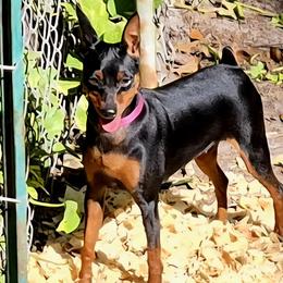 Daisy - Miniature Pinscher