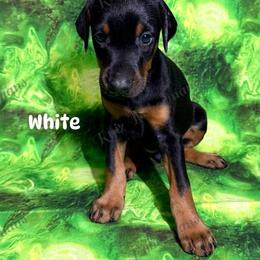 White - Black and rust female Doberman Pinscher puppy in Louisville, Kentucky from Ruiz Dobermans