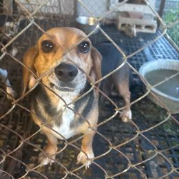 Missy - Beagle