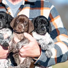 Boy 1 - male German Shorthaired Pointer puppy in Greensburg, Kentucky from Nosam Kennels- Hungarian Vizslas, and German Shorthairs Located in Kentucky