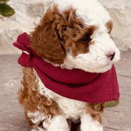 Goldendoodle and Poodle Puppies from Doodle Puppy Parti