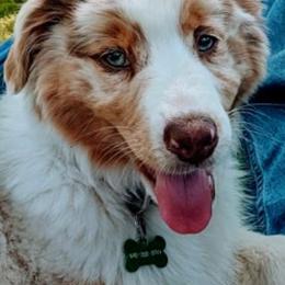 Australian Shepherd All Grown Up from Cobler Farms