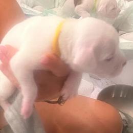 Girl 1 - yellow - White female Boxer puppy in Nashville, Tennessee from Best Friends