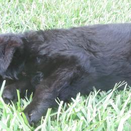 German Shepherd Puppies from V Diamondburg Kennels